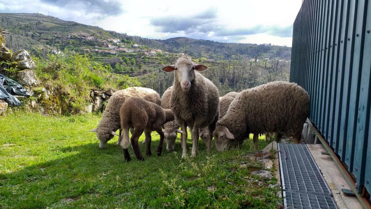 Casa Da Boa Vista Em Viadal Villa Vale de Cambra Dış mekan fotoğraf